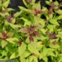Spirea – Poprocks™ Rainbow Fizz™ – #2 Container